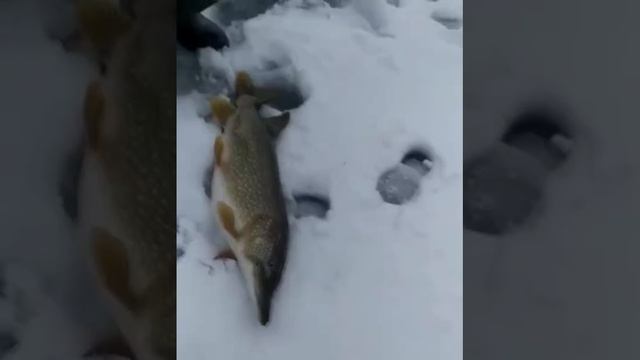 Зацените рыбаки. 💪🏻
Щука на жерлицу.