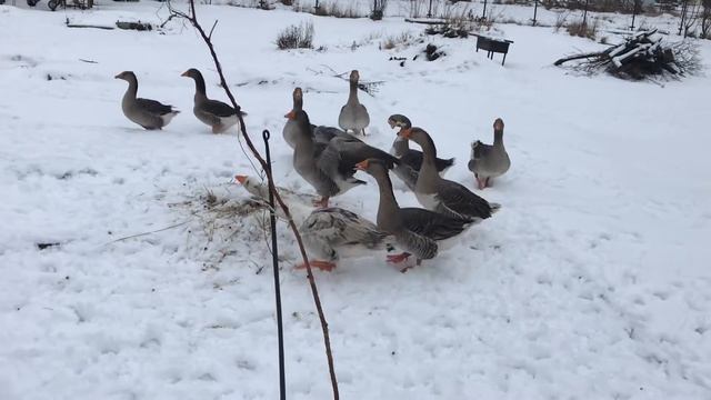 Весна пришла