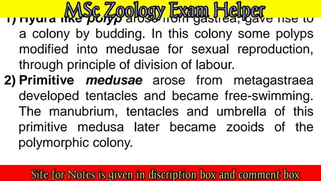 Polymorphism in Cnidiria MSc Zoology Notes by Exam Helper