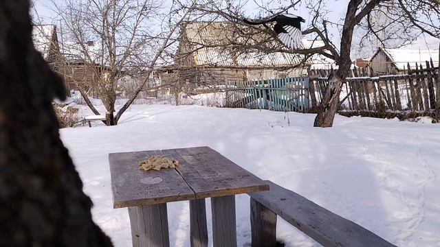 И все таки "охота" на птичек удалась.🐥🐤