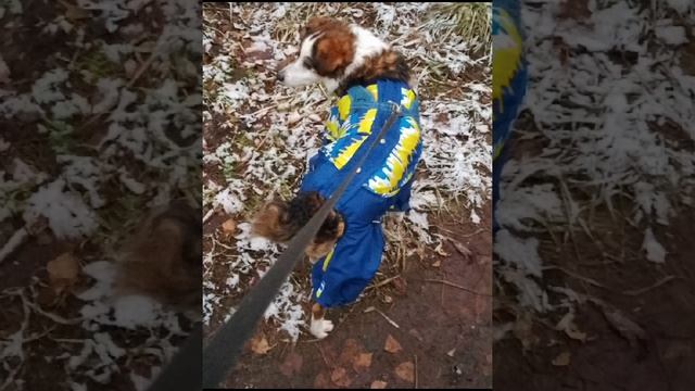 Привет от Степаши из дома!