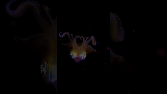 322320467_290710370003863_8488348760294792925_n.mp4