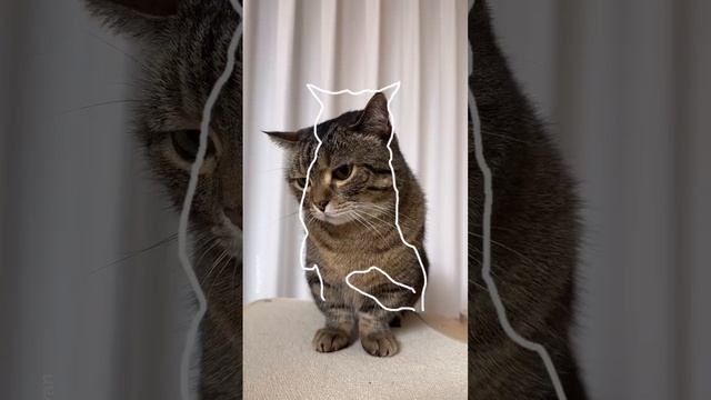 Котя-котя