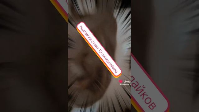 крутое видео из лайка