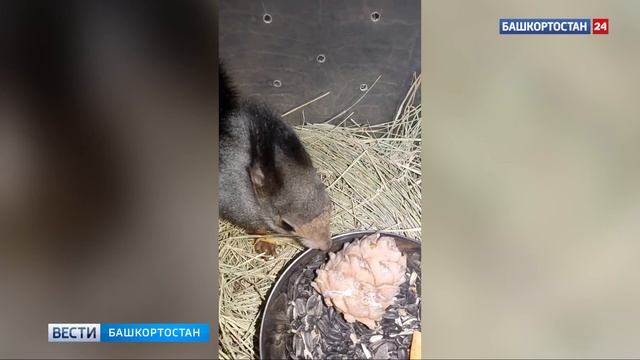 В Уфе волонтеры спасли белку со сломанной лапкой