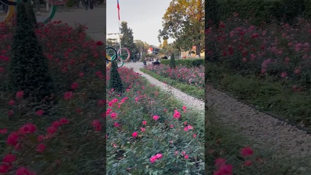 Розы в декабре🌹