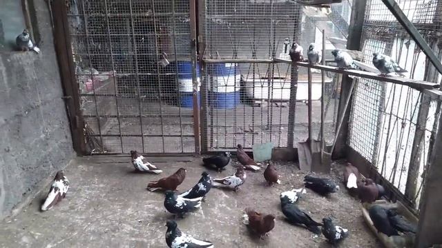 Донецкие голуби Суркова А.В.