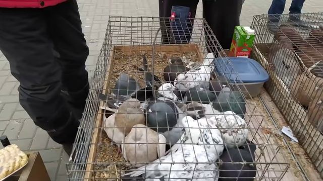 Выставка голубей в Донецке 21.02.2021г