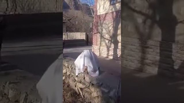 yavru keklik sesi partridge chukar
