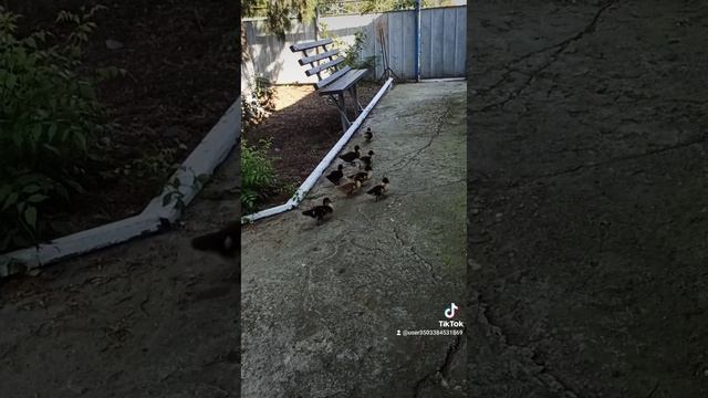 2021-08-05-214013752.mp4