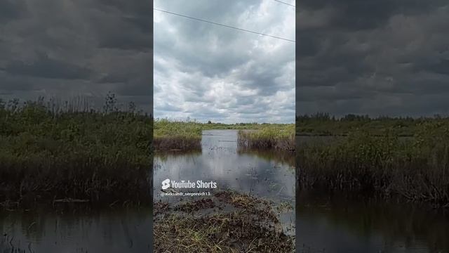 Утиный выводок плывёт по речке напротив дачи
