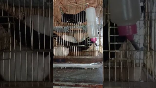Размножение декоративных крыс