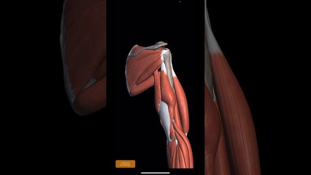 ШПАРГАЛКА.МИОЛОГИЯ.Мышцы плечевого пояса #anatomy #shorts