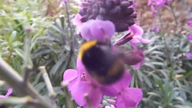 bee on erysium bowles mauve