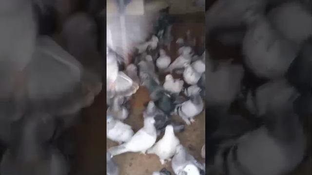На продажу голуби турецкая такла