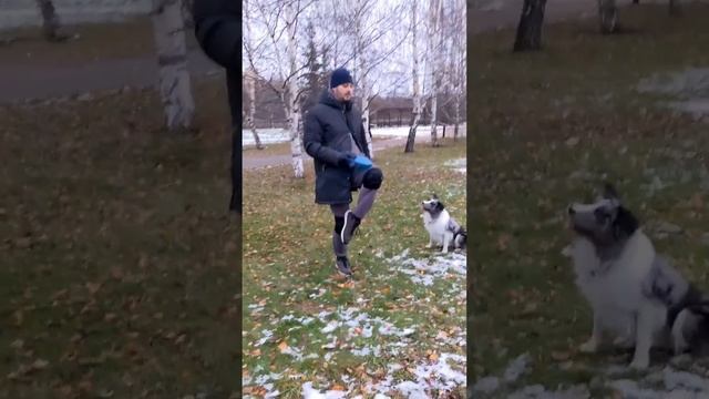 БК Арчи - вольт от колена в положении стоя