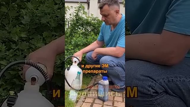 Чем обработать картофель от парши