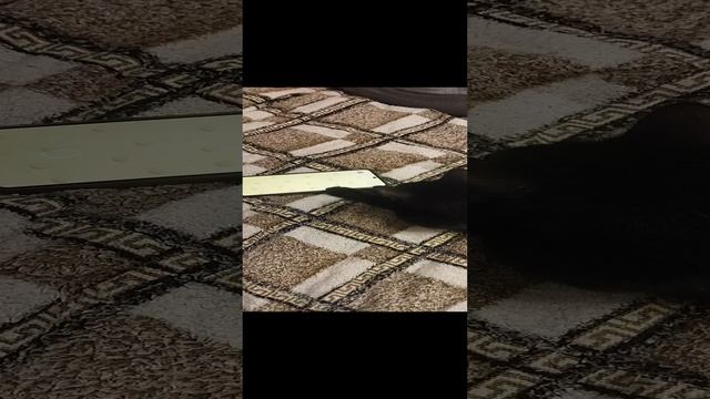 VID_20231130_081603