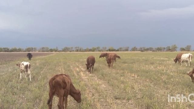 коровы релакс