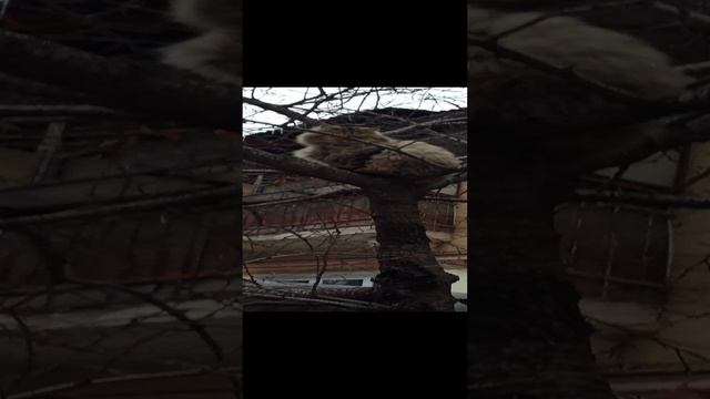 коты