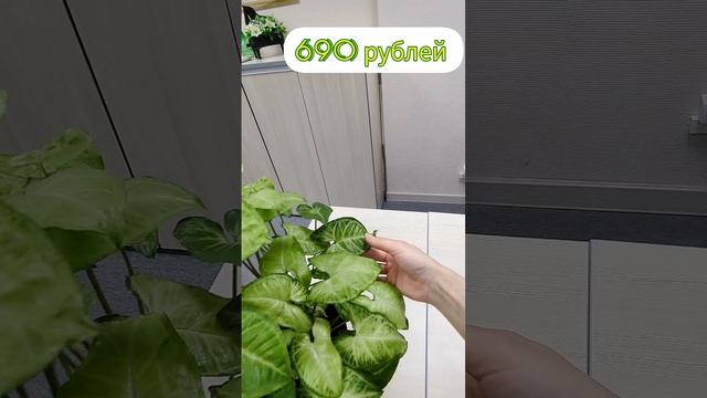 Сингониумы.mp4