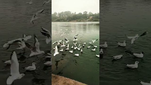 Siberian Birds | Birds Documentary | Siberian Birds Documentary | Varanasi | Ganga