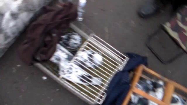 Ч.2.Ярмарка Голубей в Макеевке 11.12.21г.