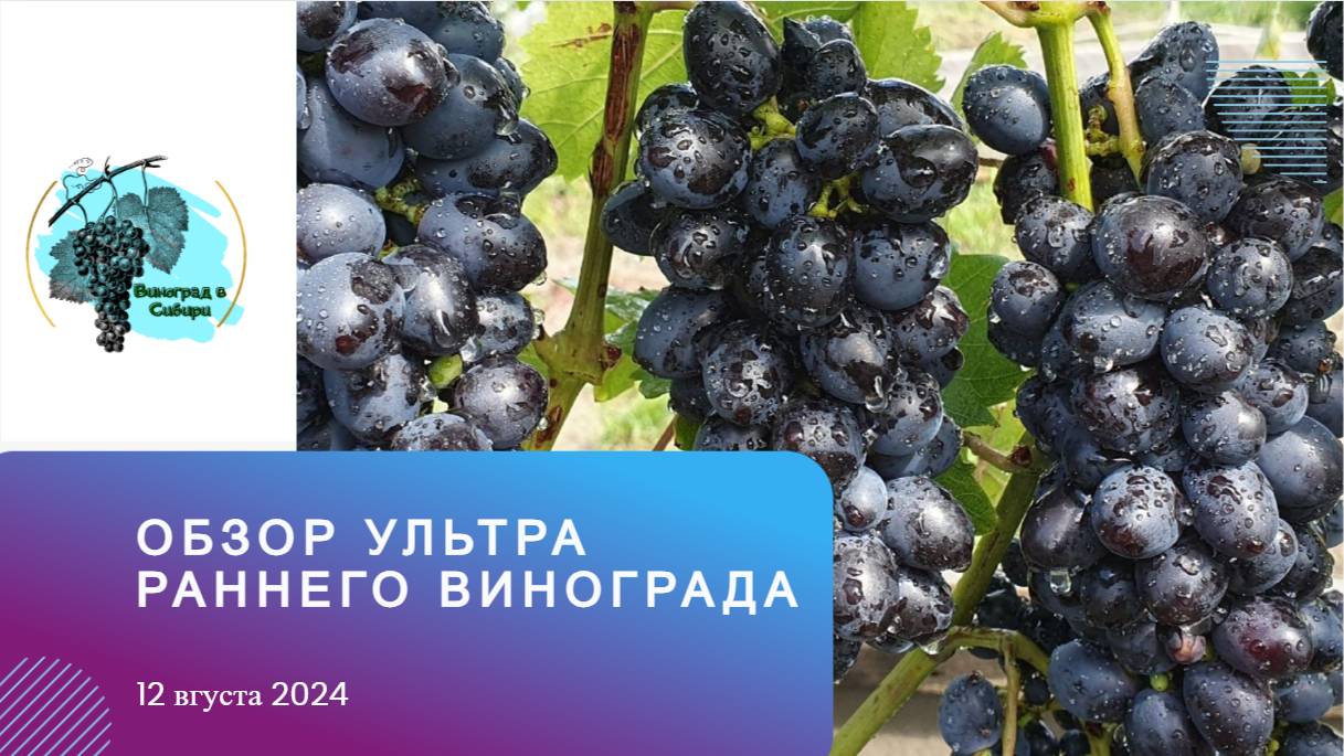 Обзор #ультра-раннего и раннего #винограда 12.08.24