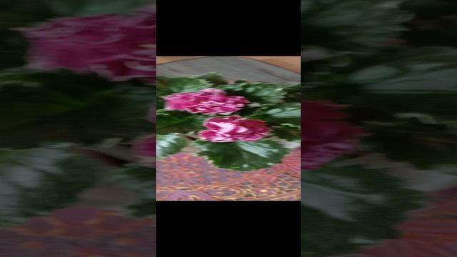 1000025679.mp4