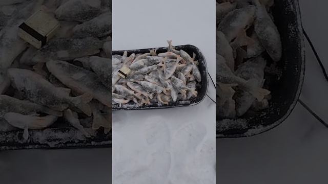 Новопесчанное, Алтайский край