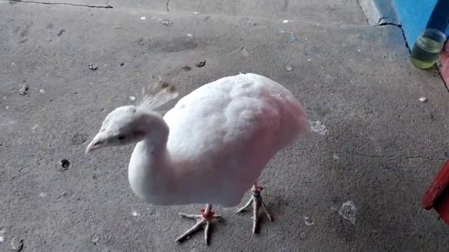 любители оперетты