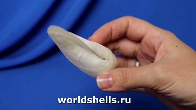 Фолас ориенталис (Pholas orientalis) 10,1 см.
