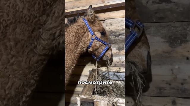 Наши жители приглашают вас на комфортный отдых на природе в глэмпинг «Прибой»!