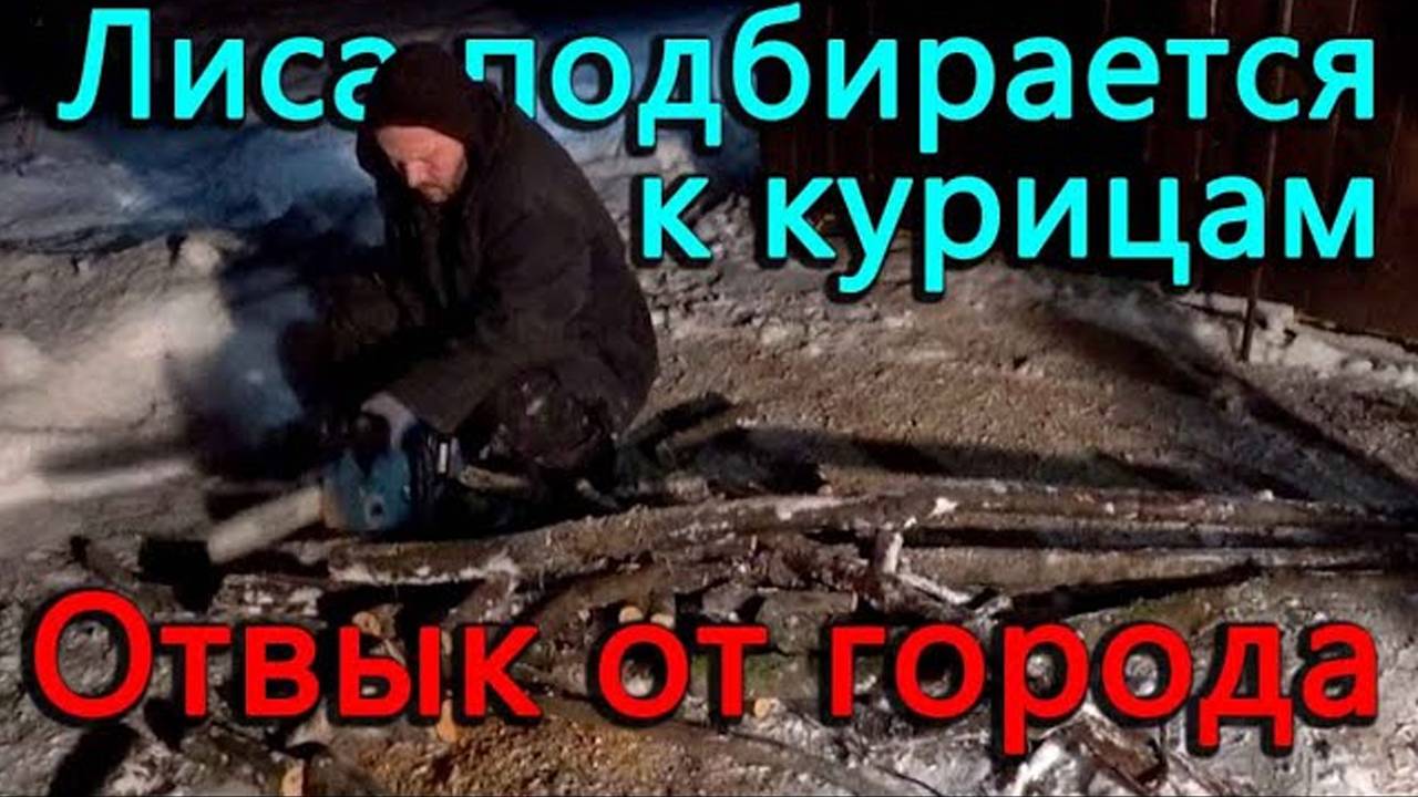 В метре от птичника обнаружил лисьи следы. Съездили в Луки за подаркам - город изматывает.