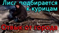 В метре от птичника обнаружил лисьи следы. Съездили в Луки за подаркам - город изматывает.