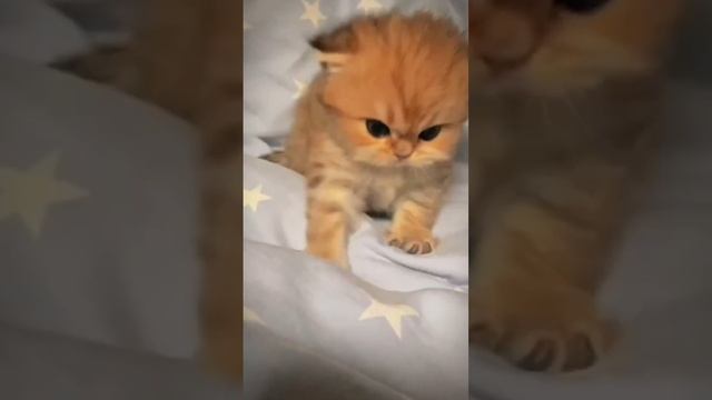 суровая булочка