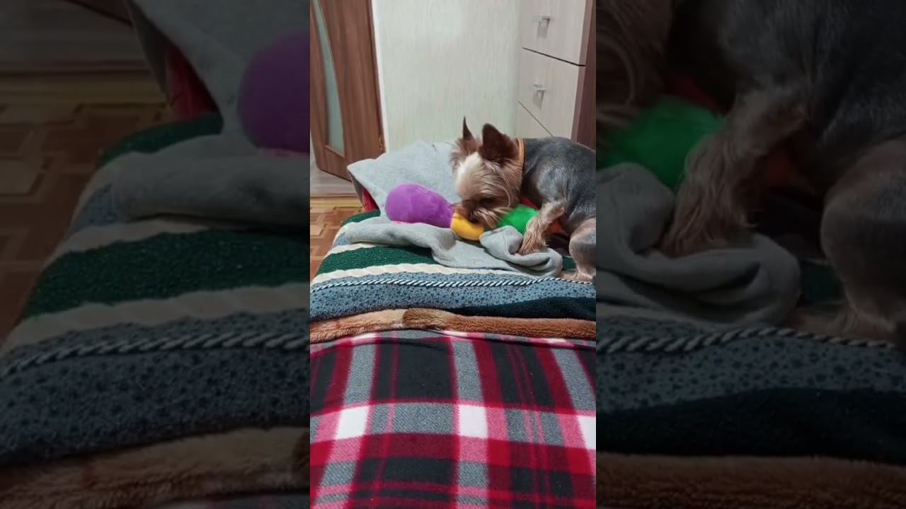Опасный укус