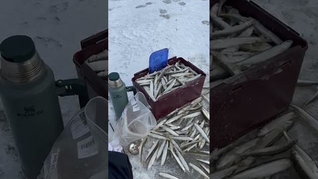 КОРЮШКА ПРЁТ. МАЛОЕ БУССЕ