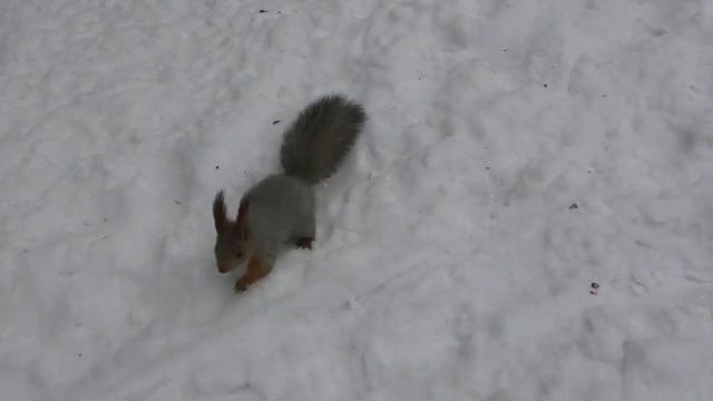 Белка в снегу | Squirrel in the snow