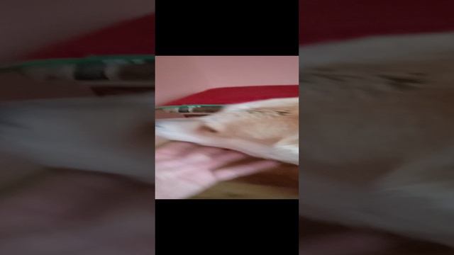 VID_20241208_124409.mp4