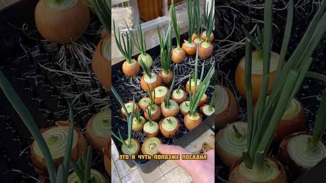 Пробую вырастить лук на перо