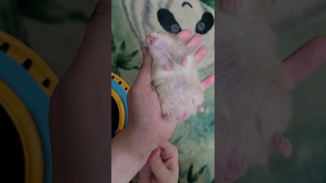 Забавный хомячок. Ты живой или какой?