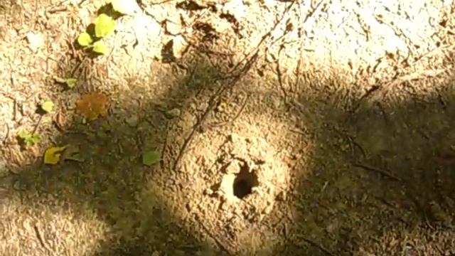 Очень увлекательный подъём. Я босиком в ЛЕСУ... КРУТЬ : )))