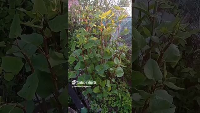 Как называется это растение? Местные  говорят что  бамбук)