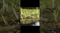 зов природы