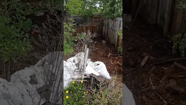 Из разобранного старого сарая много мешков с мусором