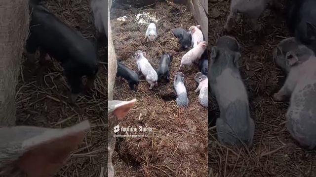 Крик индюка и как ветром сдуло поросёнка