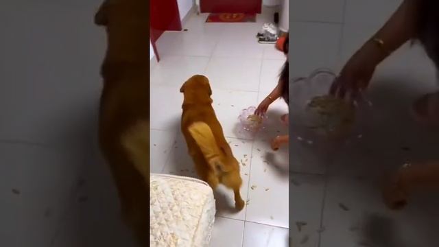 Прости собака