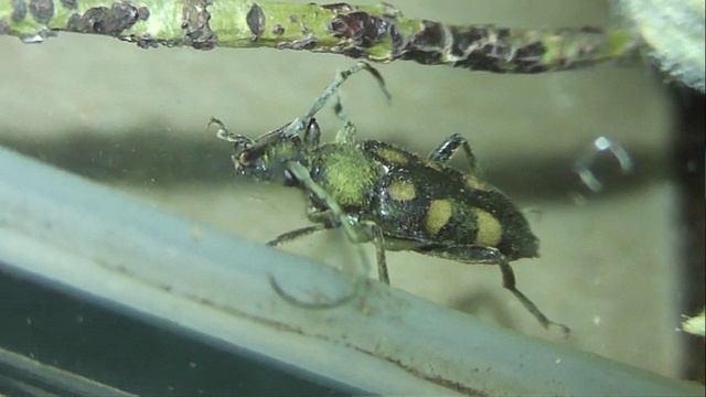 ИНСЕКТАРИЙ: 392. Усач Шестипятнистый (Anoplodera sexguttata)