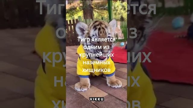 Тест 3 :)
